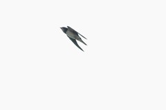 Hirundo rustica