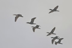 Phalacrocorax fuscicollis