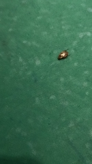 Mimela signaticollis