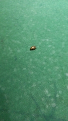 Mimela signaticollis