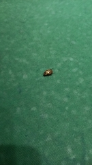 Mimela signaticollis