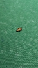 Mimela signaticollis