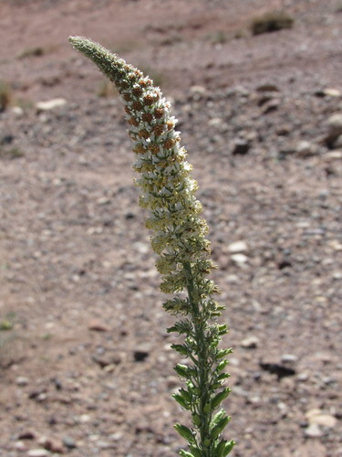 Image of Reseda villosa by (c) Santiago Martín-Bravo, some rights reserved (CC BY)
