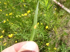 Puccinia caricis-solidaginis
