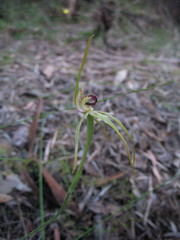 Caladenia longiclavata