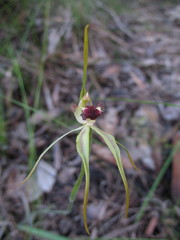 Caladenia longiclavata
