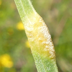 Puccinia caricis-solidaginis