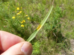 Puccinia caricis-solidaginis
