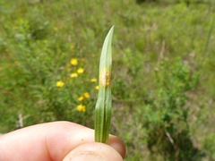 Puccinia caricis-solidaginis