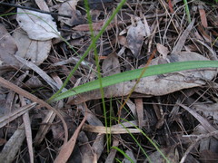 Caladenia longiclavata