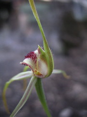 Caladenia longiclavata