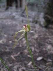 Caladenia longiclavata