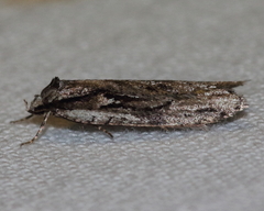 Semioscopis