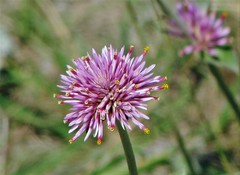 Gomphrena pulchella