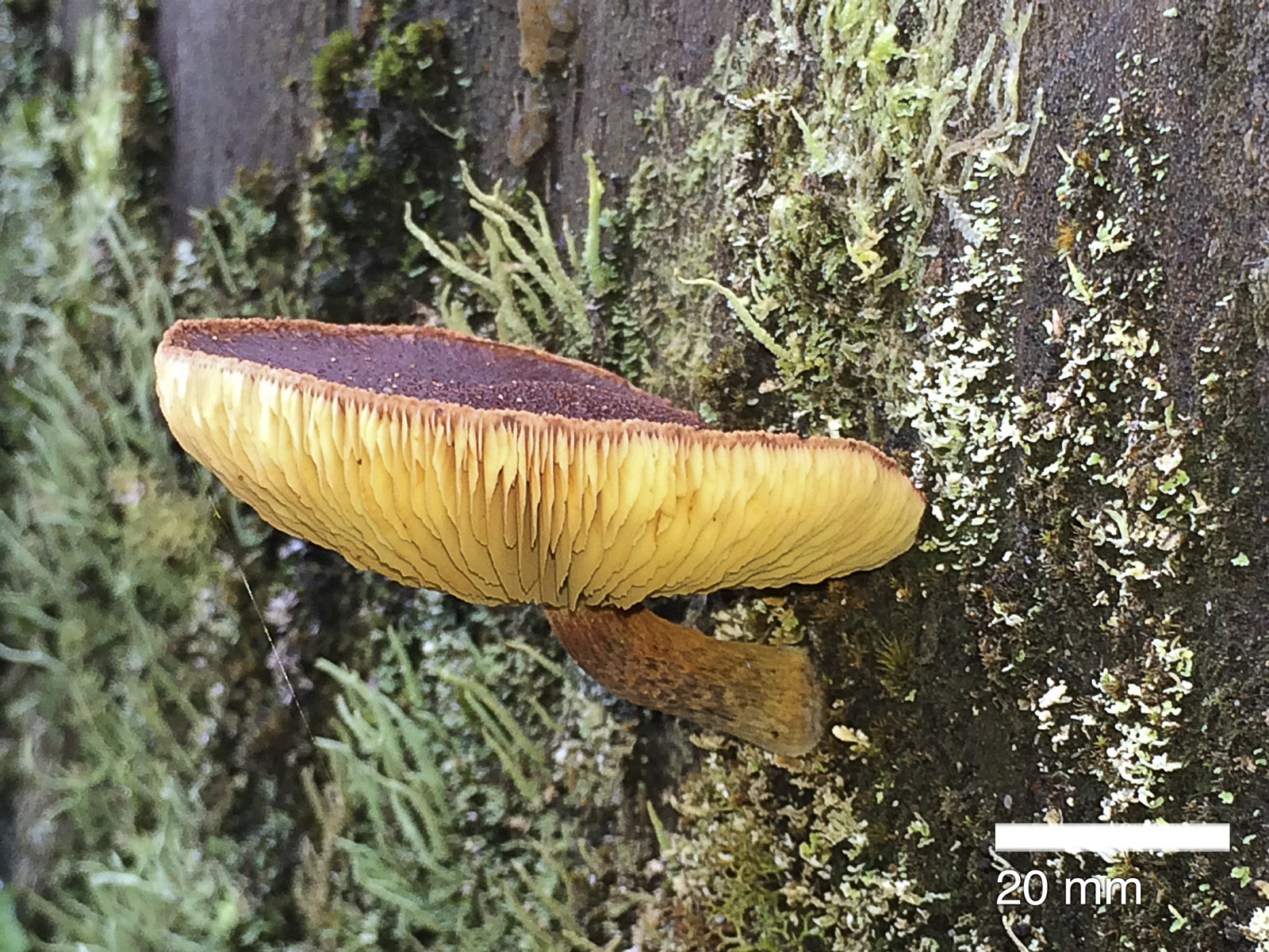 Gymnopilus purpuratus image