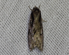 Semioscopis
