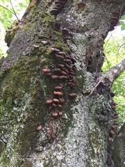 Inonotus mikadoi