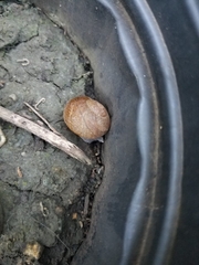 Zachrysia provisoria