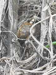 Tropinota squalida