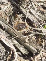 Tropinota squalida