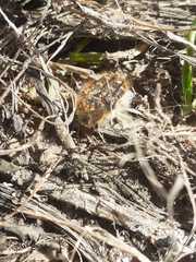 Tropinota squalida