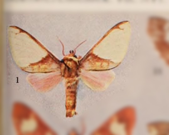 Pseudepimolis pseudopraemolis