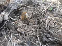 Tropinota squalida