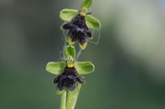 Ophrys insectifera aymoninii