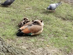 Alopochen aegyptiaca