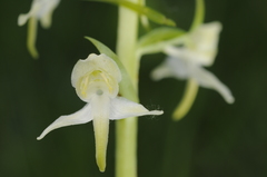 Platanthera chlorantha