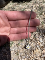 Muilla coronata