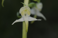 Platanthera chlorantha
