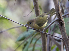 Pachysylvia aurantiifrons
