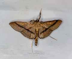 Filodes fulvidorsalis