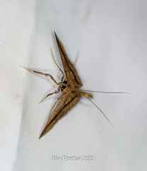 Filodes fulvidorsalis