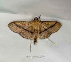 Filodes fulvidorsalis