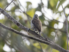 Picumnus squamulatus