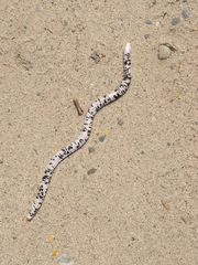 Amphisbaena fuliginosa bassleri