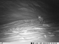 Vulpes vulpes vulpes