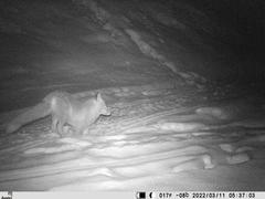 Vulpes vulpes vulpes