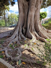Ficus macrophylla