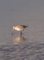 Limosa lapponica baueri