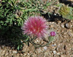 Microgyne trifurcata