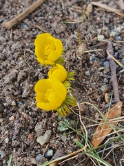 Eranthis