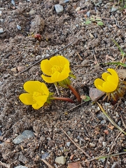 Eranthis