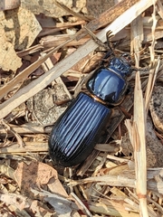 Passalus