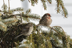 Haemorhous mexicanus