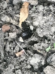 Armadillidium vulgare