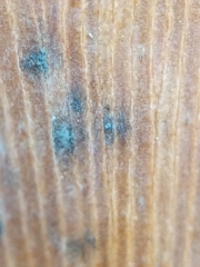 Bartheletia paradoxa