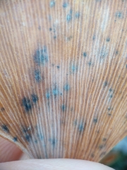 Bartheletia paradoxa